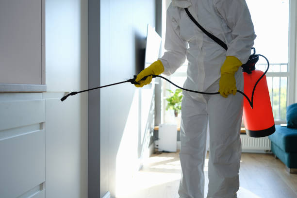 Best White Mold Remediation in Bret Harte, CA